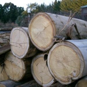 Eucalyptus Logs
