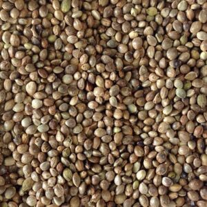 Hemp Seeds