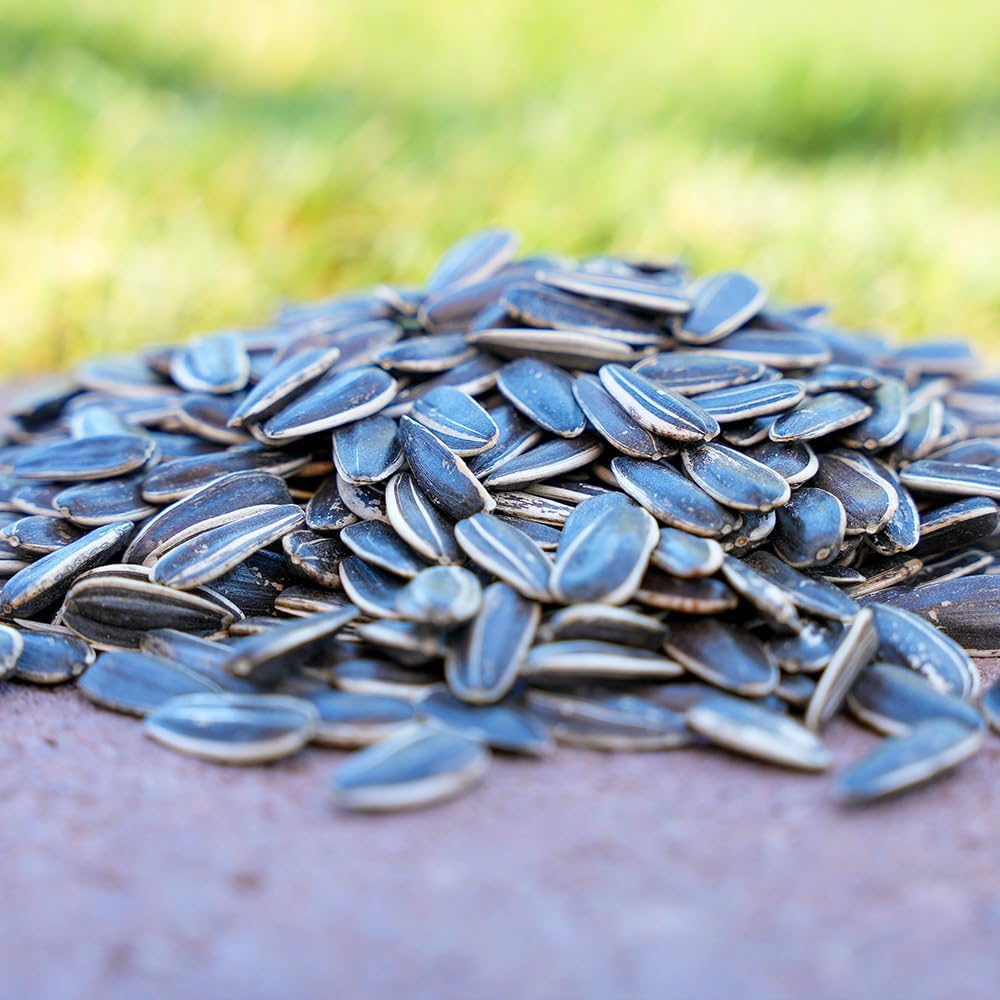 Sunflower Seeds - Image 3