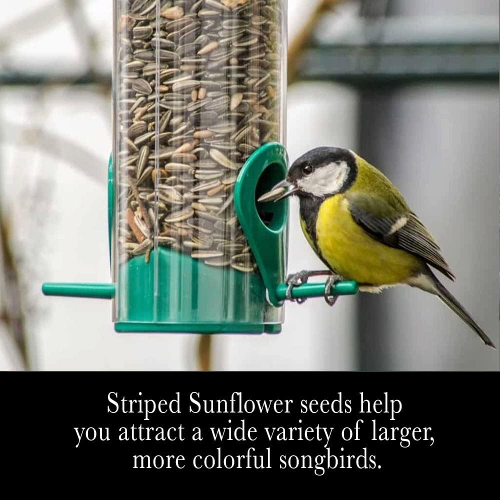 Sunflower Seeds - Image 2