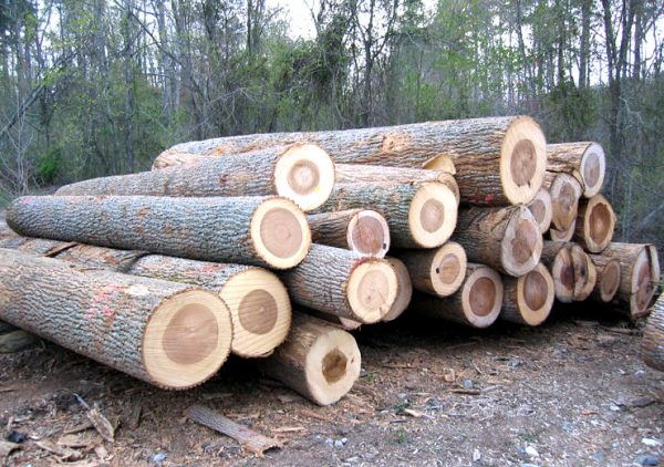 White & Red Oak Logs